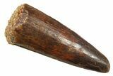 Fossil Spinosaurus Tooth - Real Dinosaur Tooth #298379-1